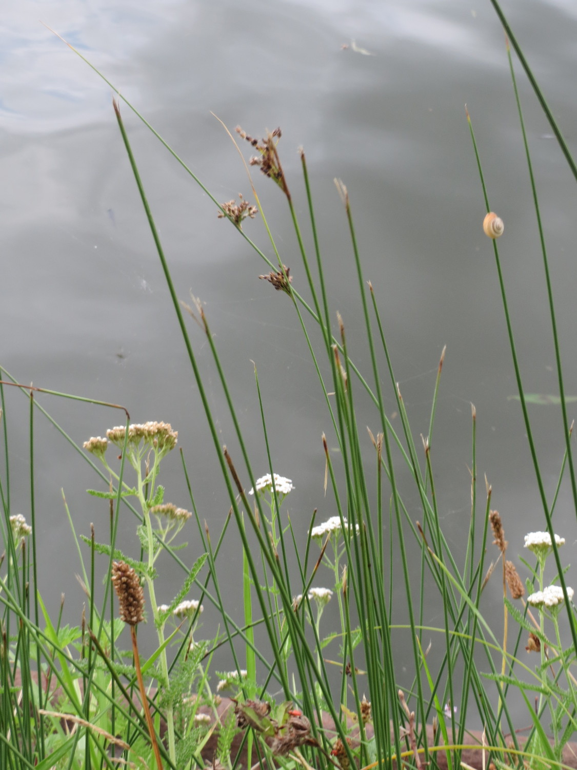 Common rush: Flatter-Binse ( Juncus effusus ) an der Saar in Saarbrücken
