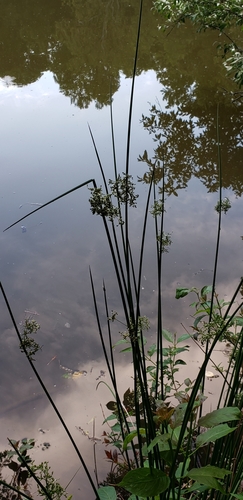 Common rush (Juncus effusus)