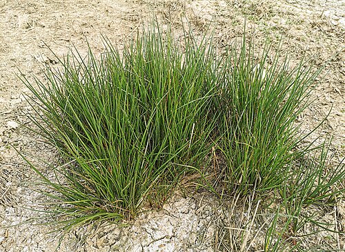 Common rush: Common rush - Young plants