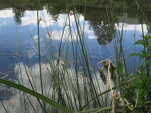 Common rush: Flatter-Binse ( Juncus effusus ) an der Saaraue Güdingen