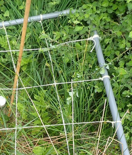 Common rush (Juncus effusus)