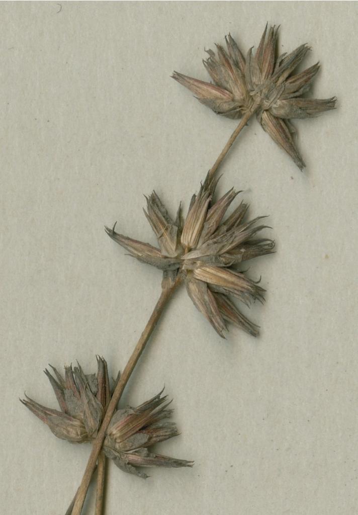 Juncus emmanuelis: Photograph of Holotype of Juncus emmanuelis at Herbarium of the University of Coimbra, Portugal (COI). Specimen COI00030264. http://coicatalogue.uc.pt/specimen/