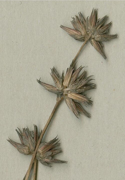 Juncus emmanuelis: Photograph of Holotype of Juncus emmanuelis at Herbarium of the University of Coimbra, Portugal (COI). Specimen COI00030264. http://coicatalogue.uc.pt/specimen/