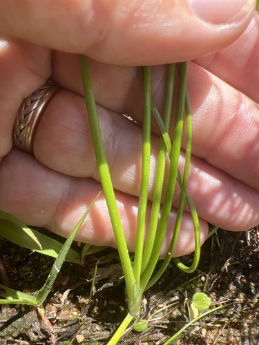 Roundhead rush (Juncus fascinatus)