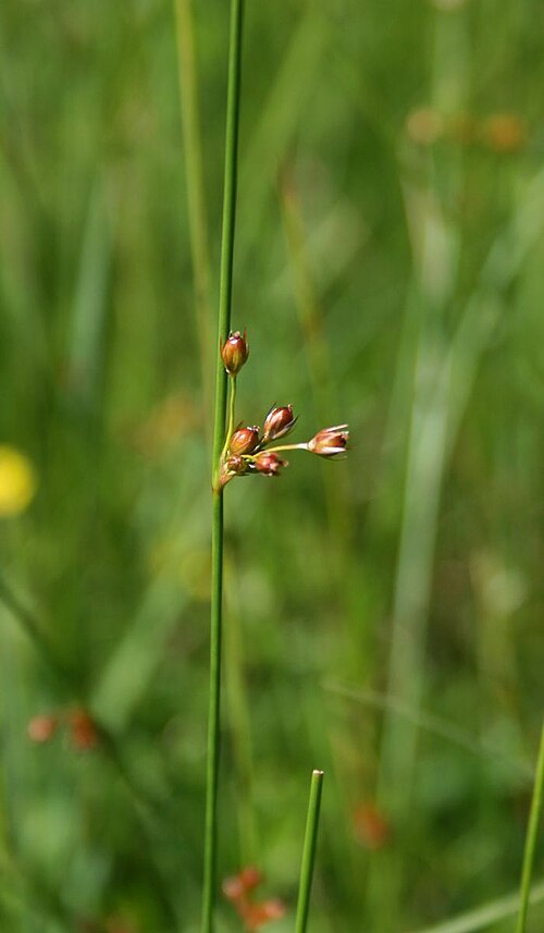 Thread rush: Faden-Simse ( Juncus filiformis ), Simsengewächse (Juncaceae) - Österreich/Austria/Autriche: Oberösterreich, Hausruckviertel, Moorwiese ca. 2 km S Forsthaus Red