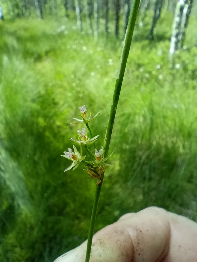 Thread rush (Juncus filiformis)