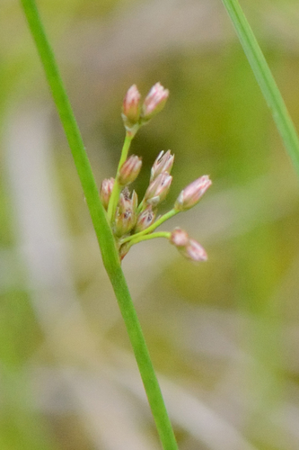 Thread rush (Juncus filiformis)
