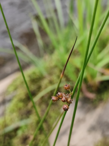 Thread rush (Juncus filiformis)