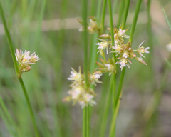 Thread rush (Juncus filiformis)
