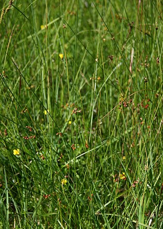 Thread rush: Faden-Simse ( Juncus filiformis ), Simsengewächse (Juncaceae) - Österreich/Austria/Autriche: Oberösterreich, Hausruckviertel, Moorwiese ca. 2 km S Forsthaus Red