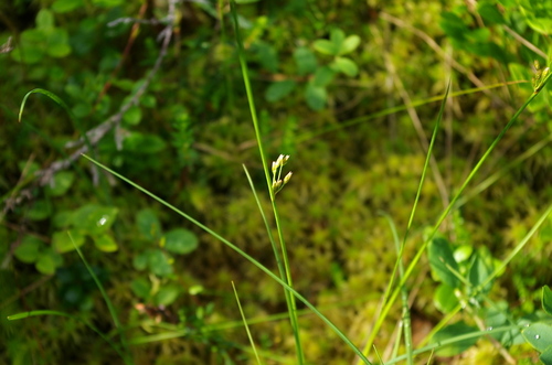 Thread rush (Juncus filiformis)