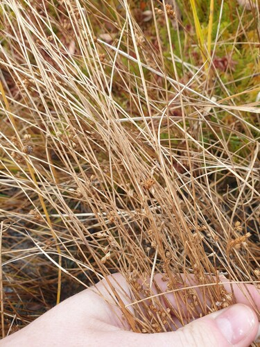 Thread rush (Juncus filiformis)