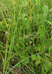 Thread rush (Juncus filiformis)
