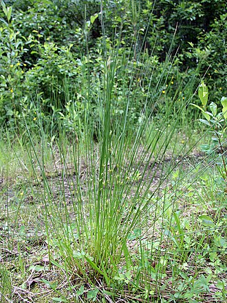 Thread rush: Juncaceae, Juncus filiformis