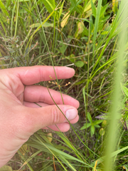 Thread rush (Juncus filiformis)