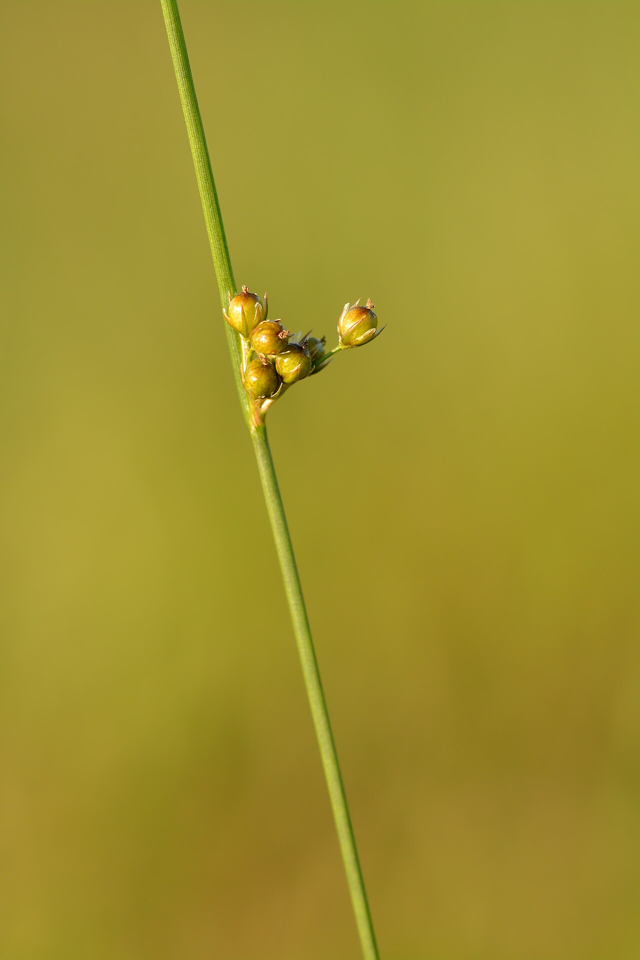 Thread rush: Juncus filiformis - thread rush in Keila, Northwestern Estonia.