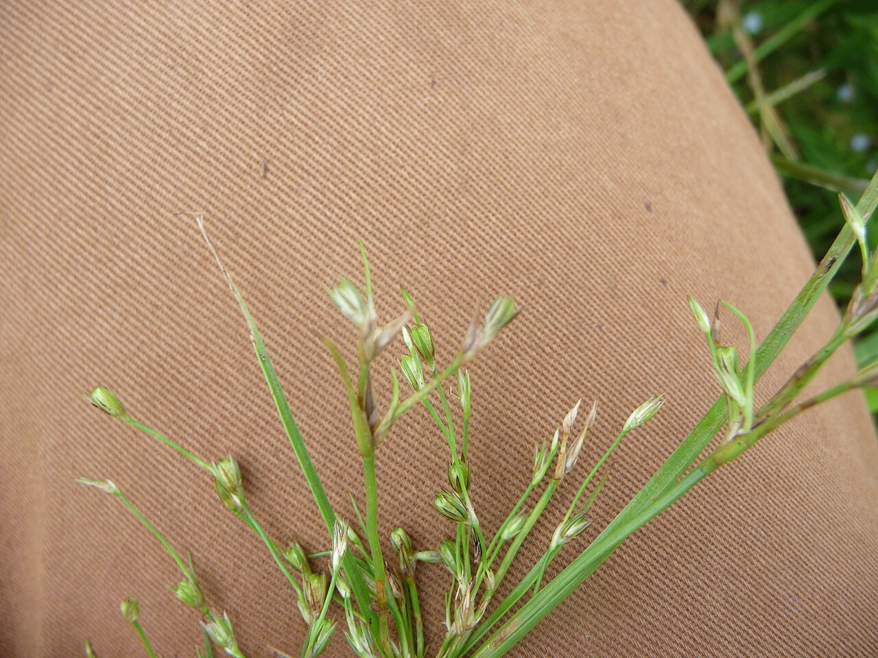 Juncus foliosus: Juncus foliosus