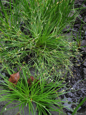 Juncus foliosus: Juncus foliosus