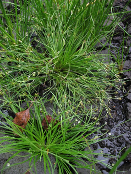 Juncus foliosus: Juncus foliosus