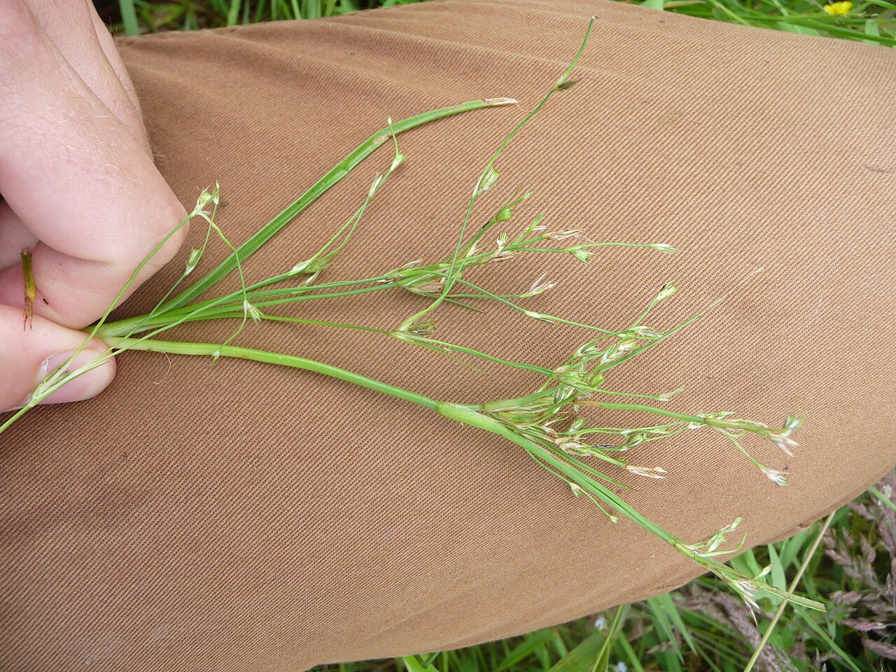 Juncus foliosus: Juncus foliosus