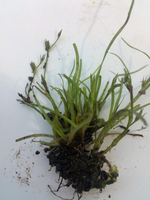 Juncus foliosus: Juncus foliosus