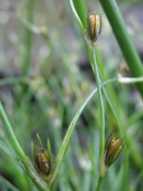 Juncus foliosus: Juncus foliosus