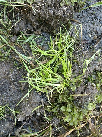 Juncus foliosus: Juncus foliosus