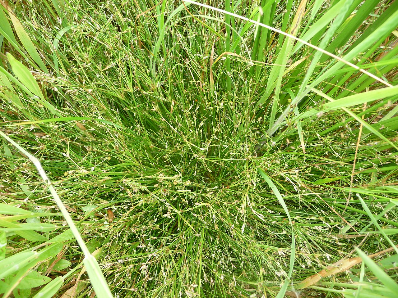 Juncus foliosus: Juncus foliosus