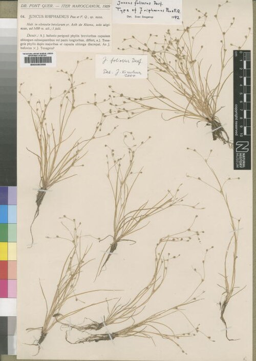 Juncus foliosus: Juncus foliosus