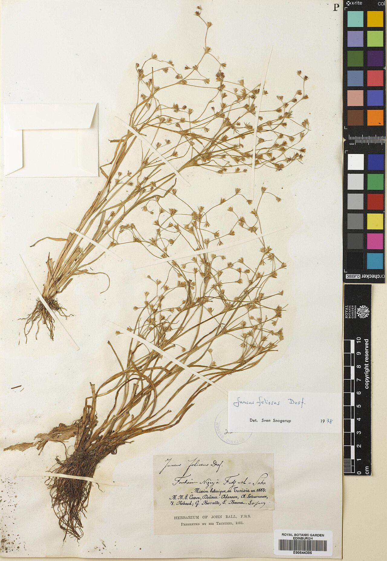 Juncus foliosus: Juncus foliosus