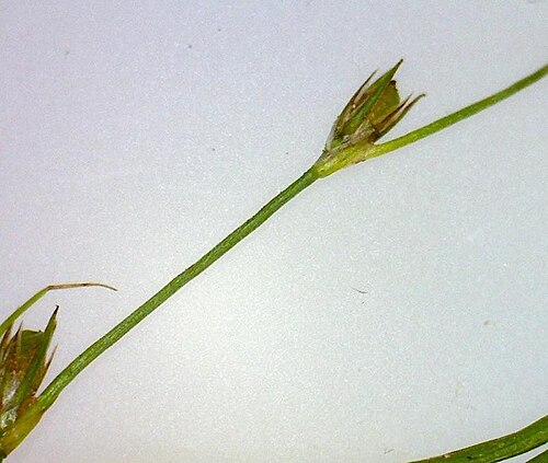 Juncus foliosus: Juncus foliosus