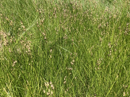 Saltmarsh rush (Juncus gerardi)