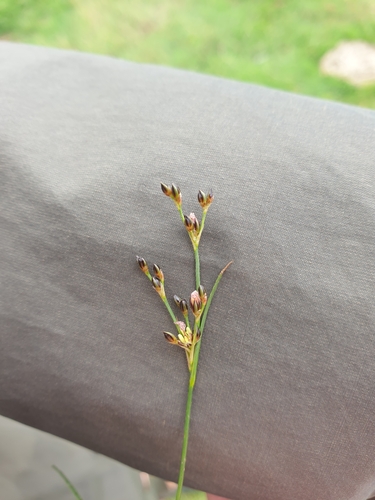 Saltmarsh rush (Juncus gerardi)