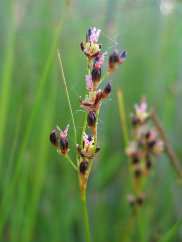 Saltmarsh rush: Bodden-Binse Juncus gerardii , Zingst