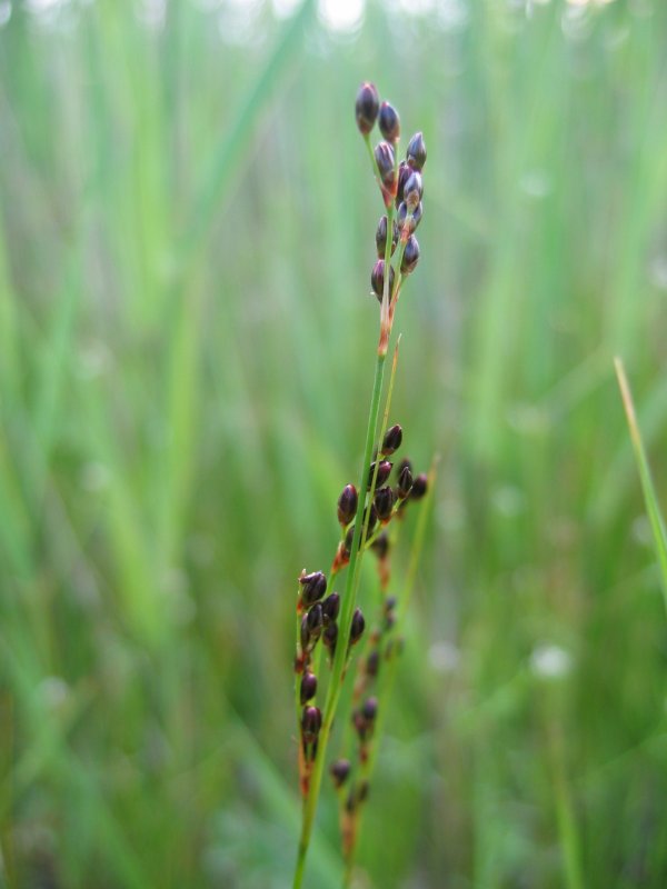 Saltmarsh rush: Bodden-Binse Juncus gerardii , Zingst