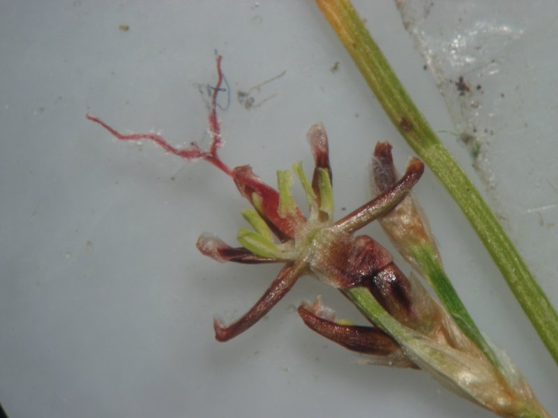 Saltmarsh rush: Bodden-Binse Juncus gerardii , Zingst