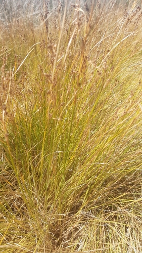 Saltmarsh rush (Juncus gerardi)