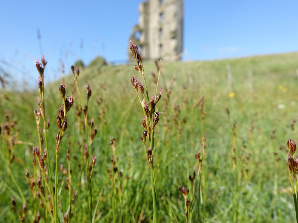 Saltmarsh rush (Juncus gerardi)
