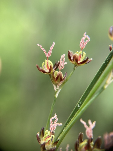 Saltmarsh rush (Juncus gerardi)