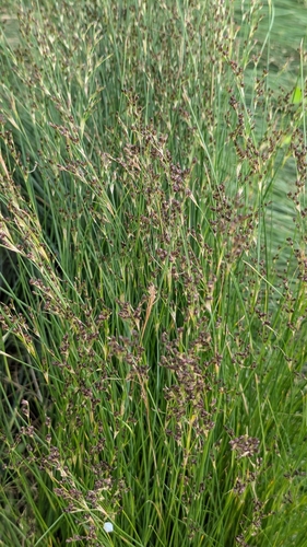 Saltmarsh rush (Juncus gerardi)