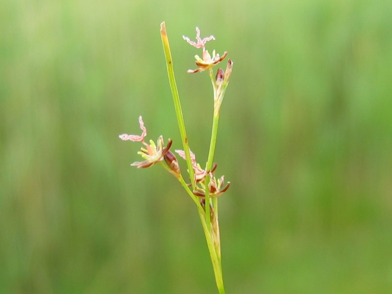 Saltmarsh rush: Bodden-Binse Juncus gerardii , Zingst