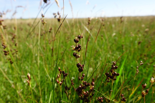 Saltmarsh rush (Juncus gerardi)