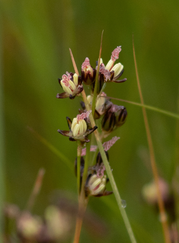 Saltmarsh rush (Juncus gerardi)