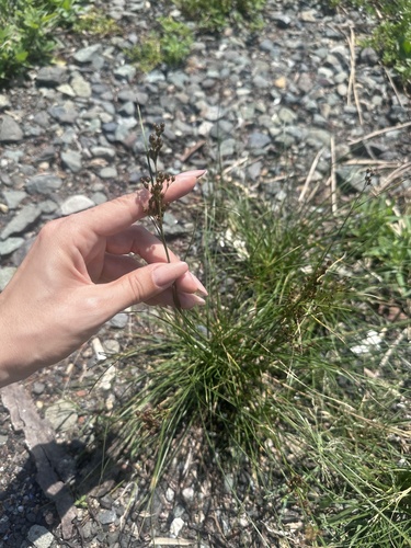 Juncus gracillimus (Juncus gracillimus)