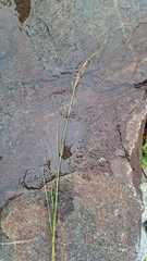Juncus gracillimus (Juncus gracillimus)