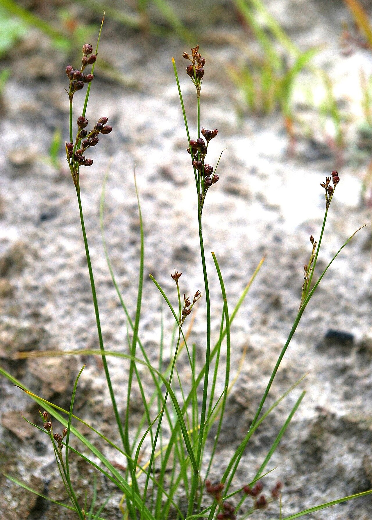 Juncus gracillimus: Habitus of flowering Juncus compressus , growing on wet, sandy ground near a pond.