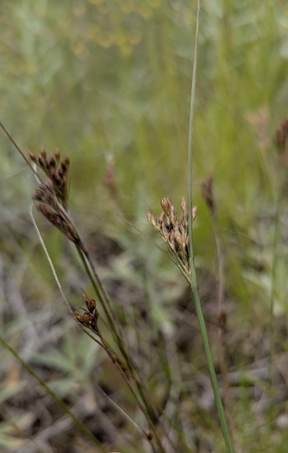 Greene's rush (Juncus greenei)