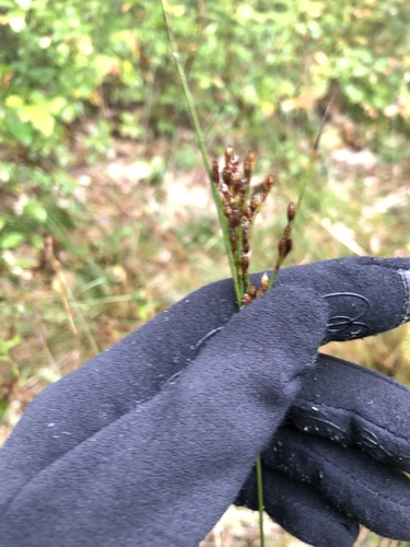 Greene's rush (Juncus greenei)