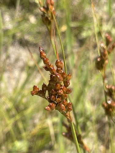 Greene's rush (Juncus greenei)