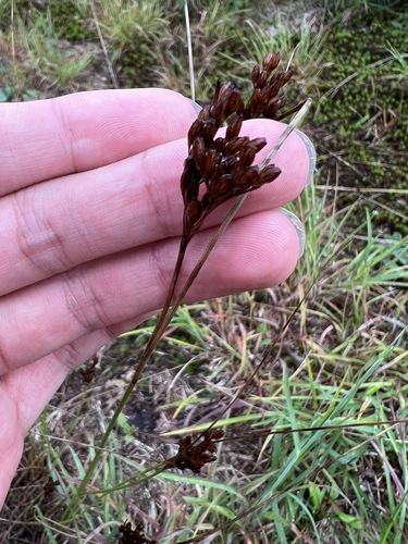 Greene's rush (Juncus greenei)